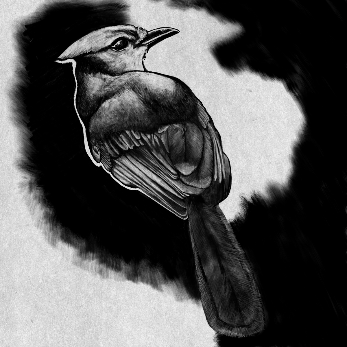 ipad drawing of a bluejay
