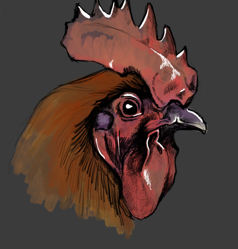 ipad drawing of a rooster