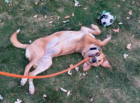 5 month old puppy laying upside down chewing on her leash.