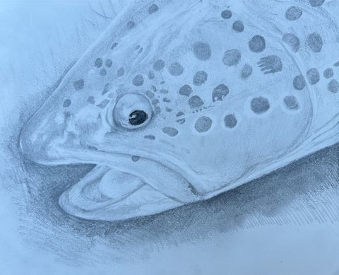 Pencil drawing of a trout